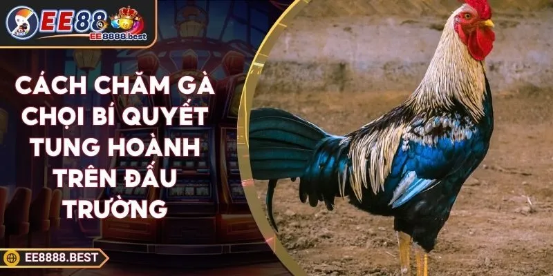 Cách Chăm Gà Chọi