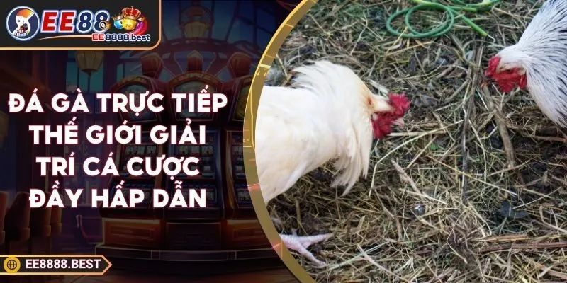 Đá Gà Trực Tiếp